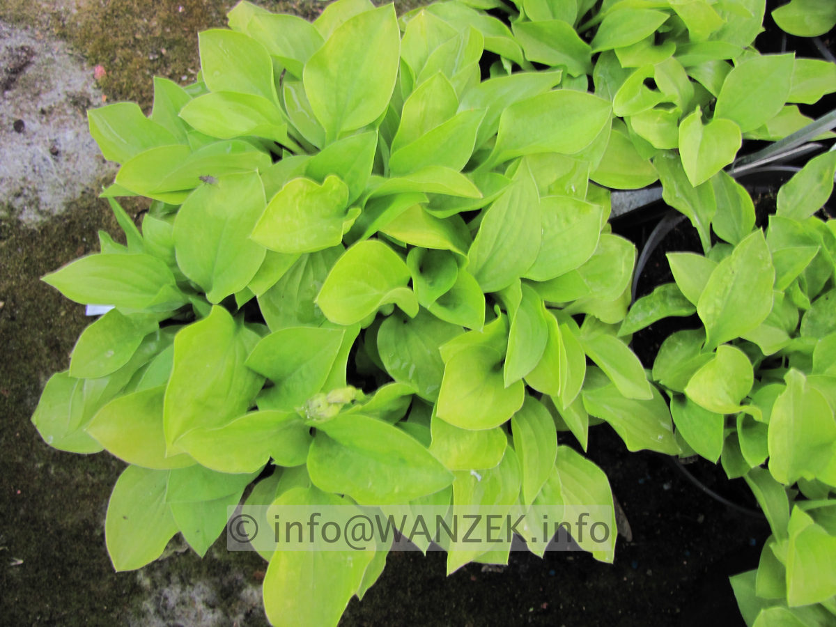 Hosta Hybride Lemonade 02.JPG